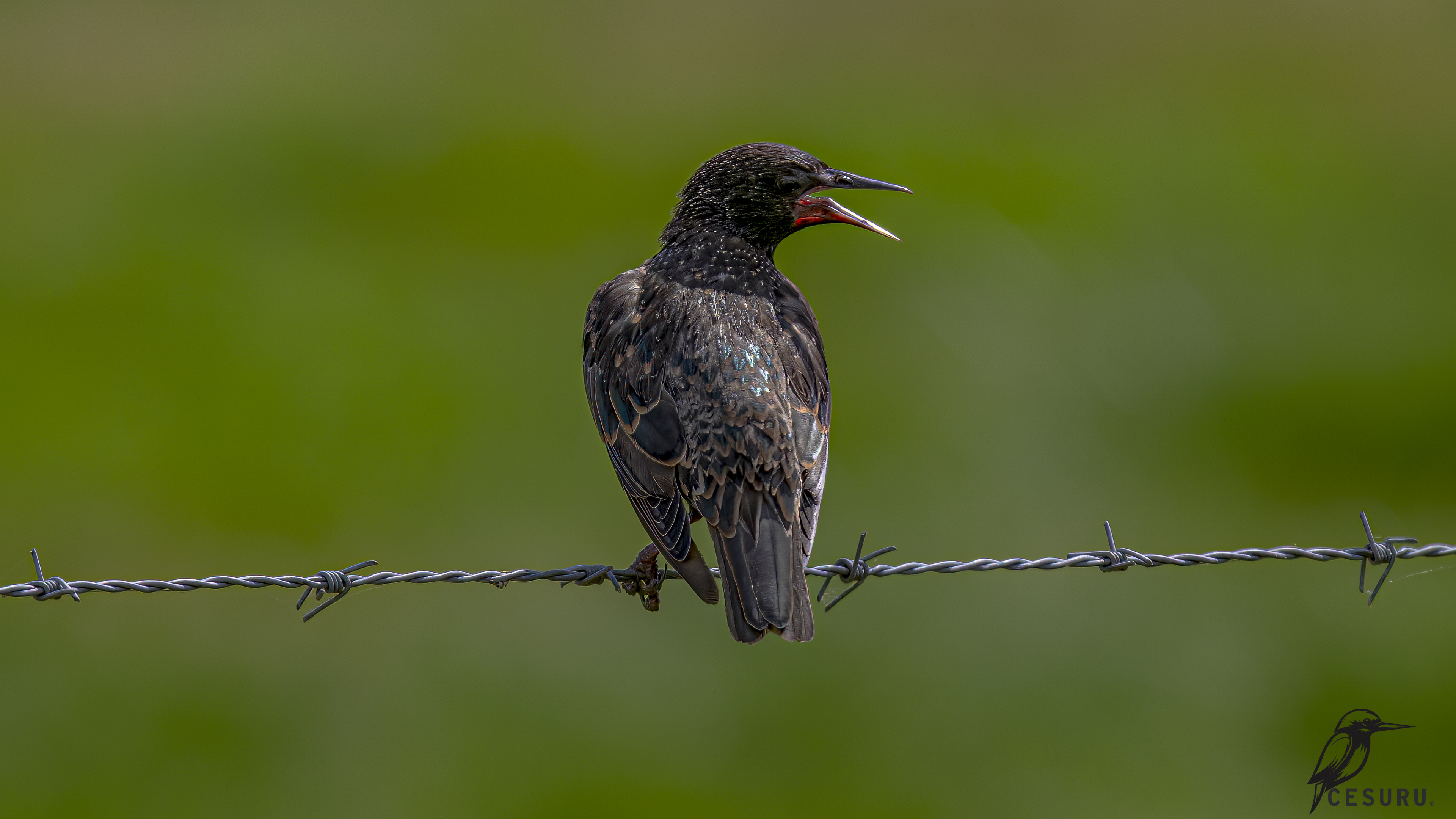 European Starling